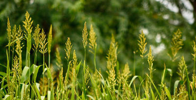 Low Carbon Farming